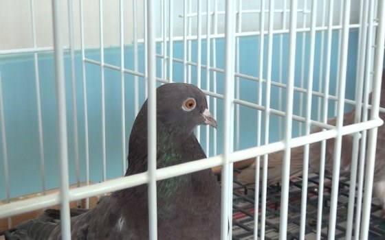 Житель Горловки показал, как разводит голубей и какие породы птиц у него живут