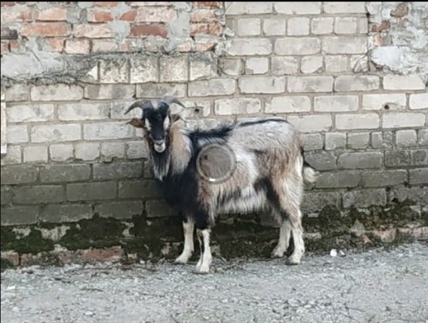  В Горловке ищут владельца козла. Он бродит в Калининском районе на переезде