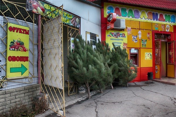 Ёлочные базары в Горловке: где купить лесную красавицу на Новый год. Опубликован список 