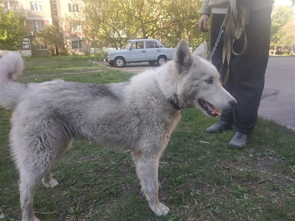 В Горловке ищут хозяина потерявшейся собаки хаски (ФОТО)
