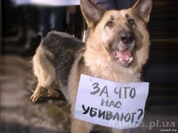 В Горловке недалеко от мэрии безжалостно расстреляли пять собак (видео)