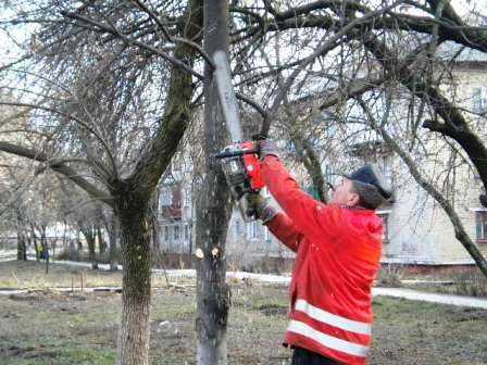 Операция "обрезание" продолжается: тополям Горловки придали новые формы по улице Академика Павлова 