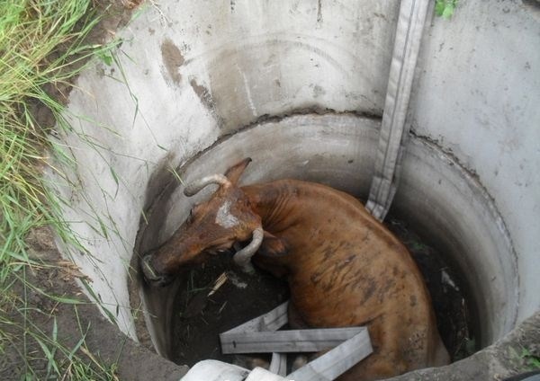  В Никитовском районе спасатели достали корову из технологического колодца глубиной 2,5 метра 