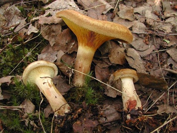 56-летний грибник отравился «поддубниками», которые собирал в посадке Калининского района Горловки