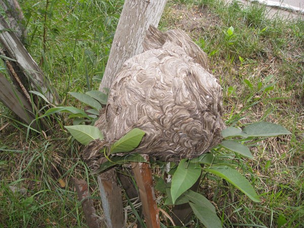 Горловчанин нашел осиное гнездо небывалых размеров и утверждает, что в нем жили тропические осы (фотофакт)