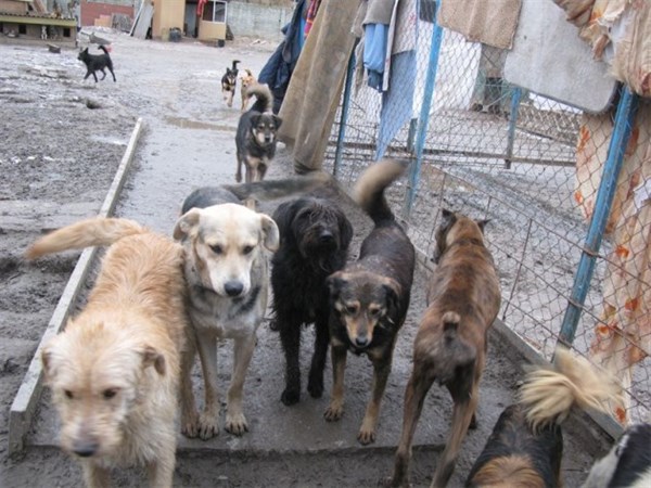 Зоозащитники переживают, что бродячих собак, отловленных в Горловке, усыпят из-за нехватки денег на их стерилизацию 