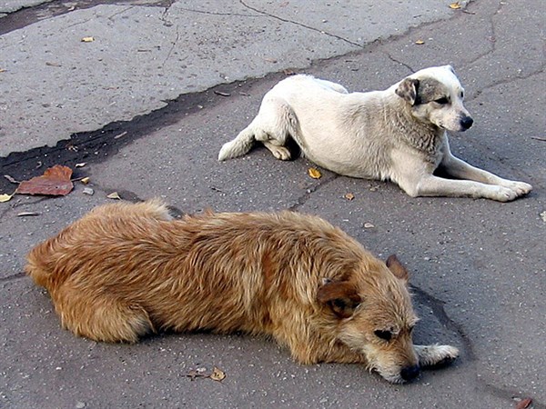 Отлов одной бездомной собаки в  Горловке обходится в 150 гривен. Деньги на их стерилизацию просят у Рината Ахметова