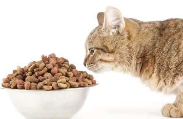 Сухой корм для кошек: где найти качественный товар и хороший выбор