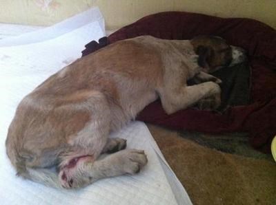 В Горловке живодёры расстреляли пять собак, а шестую лишили лапы и бросили умирать (ФОТО, ВИДЕО)