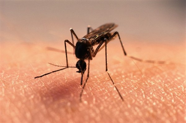 В Горловке зафиксировано несколько случаев заболевания после укусов подвальных комаров (+ советы врача)