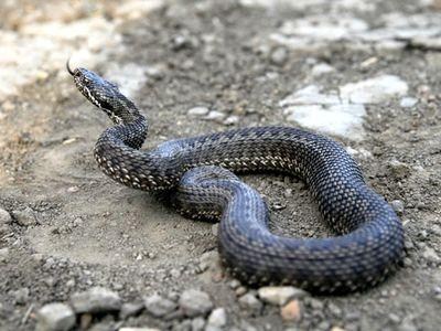 Змеи атакуют в Калининском районе:  медики подозревают, что дачницу укусила гадюка 