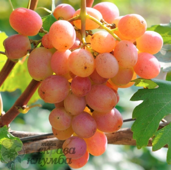 Саженцы винограда – различные сорта для всех регионов Украины
