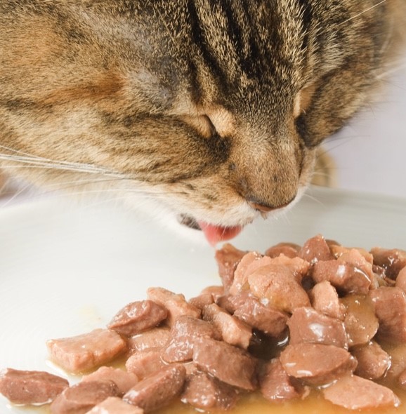 Влажный корм для котов: в чем их преимущество 