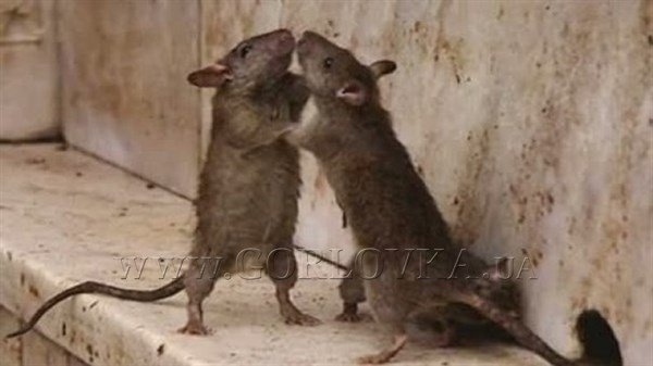 В Горловке завелись крысы, которые "просто ходят табуном"
