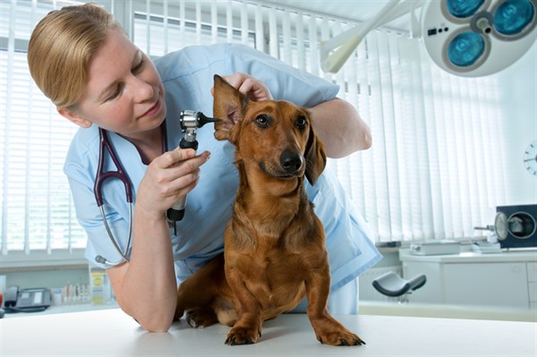 С заботой о здоровье домашнего любимца: как выбрать ветеринарную клинику?