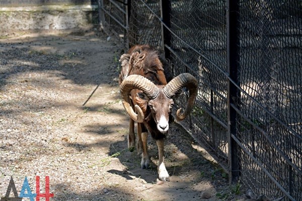 В Горловке на территории зоопарка концерна «Стирола» родились три ягненка муфлона