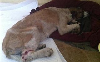 Убийство ради развлечения: в Горловке неизвестные расстреляли бездомных собак
